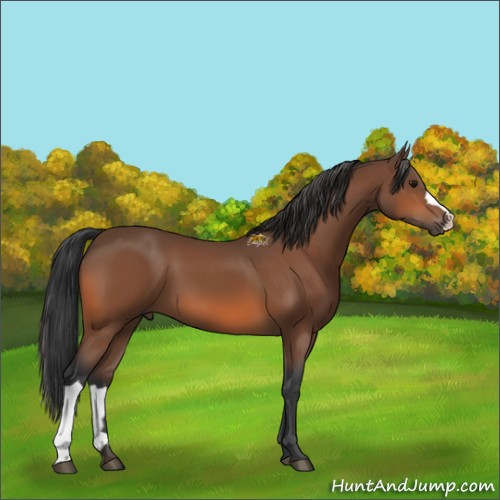 Horse Color:Unknown 