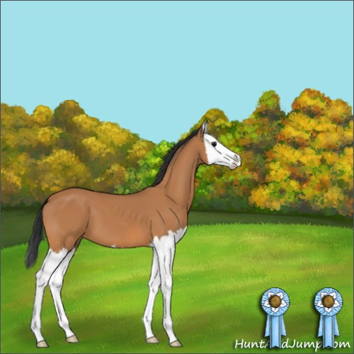 Horse Color:Unknown 