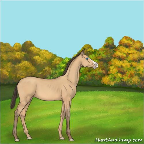 Horse Color:Unknown 