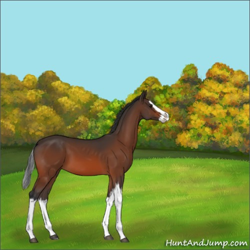Horse Color:Unknown 
