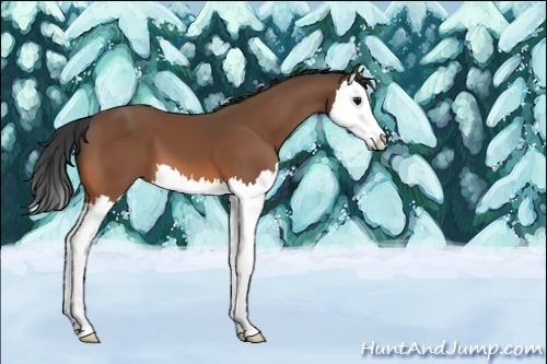 Horse Color:Unknown 