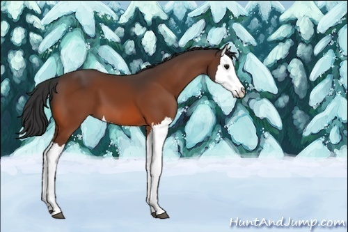 Horse Color:Unknown 