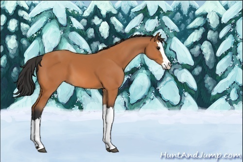 Horse Color:Unknown 