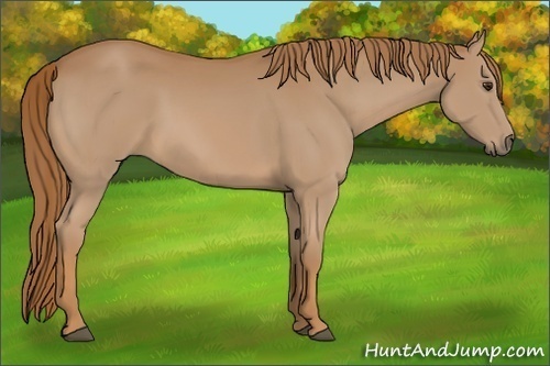 Horse Color:Unknown 