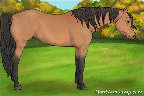 Horse Color:Unknown 