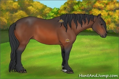 Horse Color:Unknown 