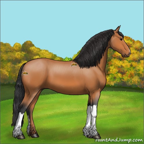 Horse Color:Unknown 
