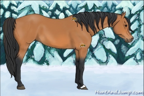 Horse Color: Unknown 