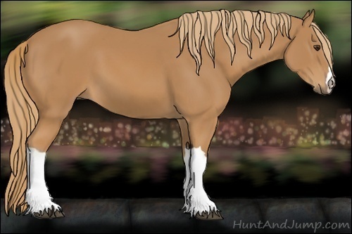 Horse Color:Unknown 