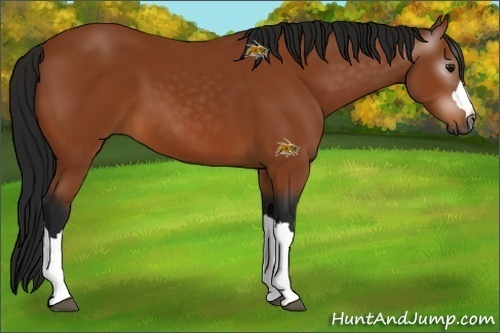 Horse Color:Unknown 