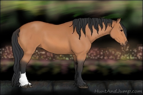Horse Color:Unknown 