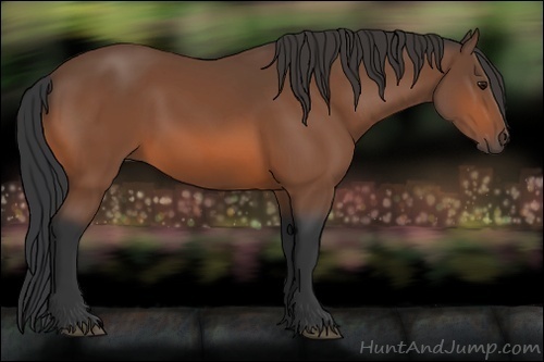 Horse Color:Unknown 