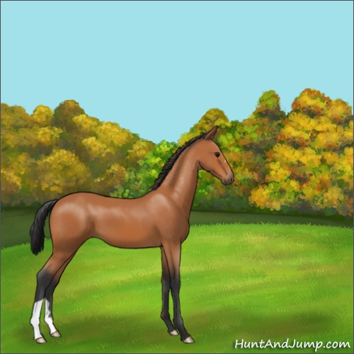 Horse Color:Unknown 