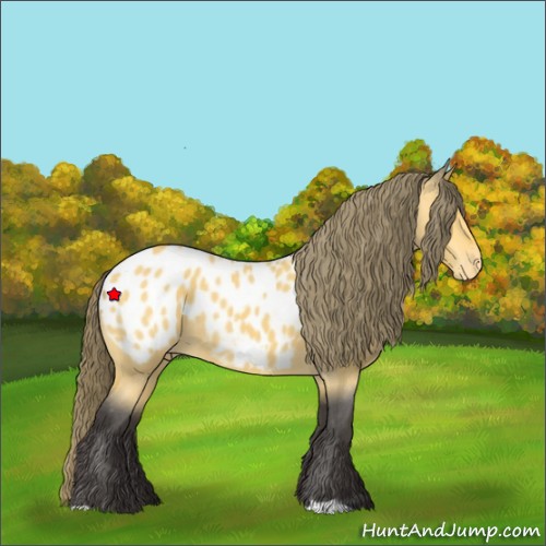 Horse Color:Unknown 