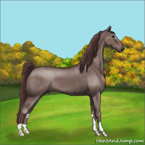 Horse Color: Unknown 