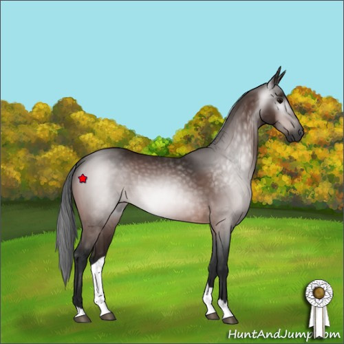 Horse Color:Unknown 