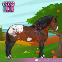 Horse Color:Brown Splash Frame Appaloosa 