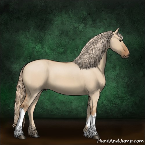 Horse Color: Unknown 