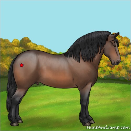 Horse Color: Unknown 