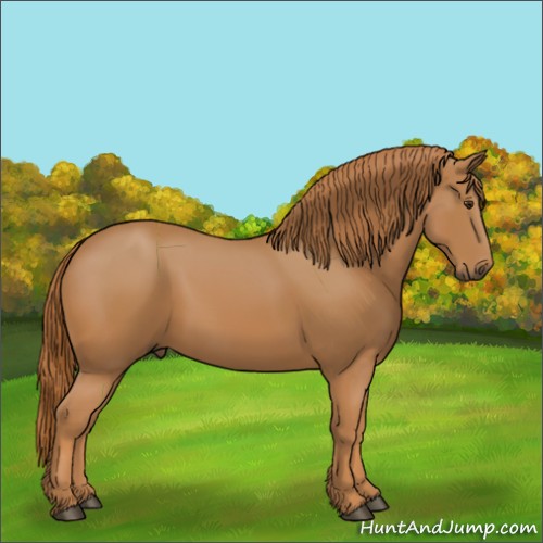 Horse Color: Unknown 