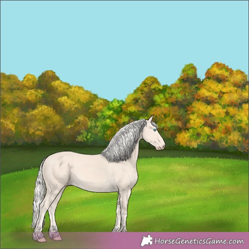 Horse Color: Unknown 