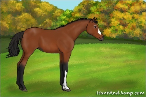 Horse Color:Unknown 