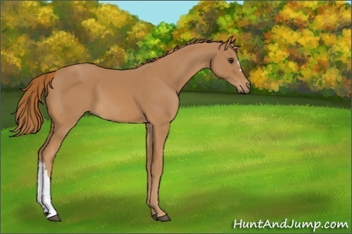 Horse Color:Unknown 