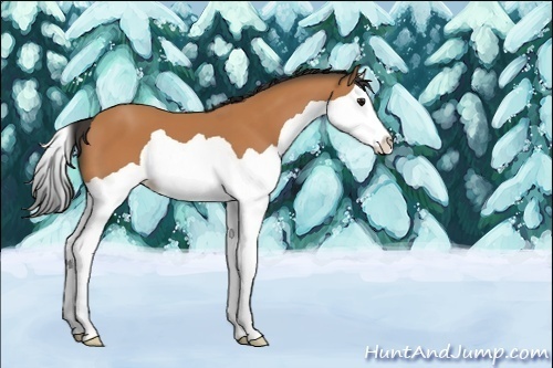 Horse Color:Unknown 