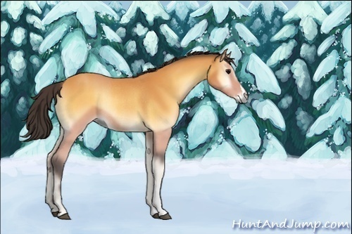 Horse Color:Unknown 