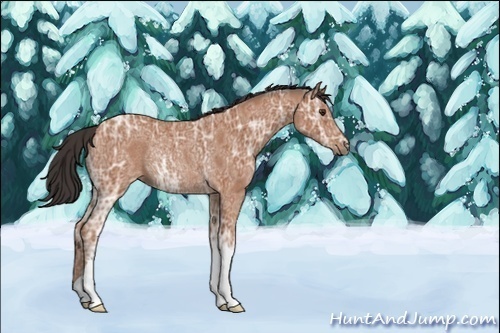 Horse Color:Unknown 