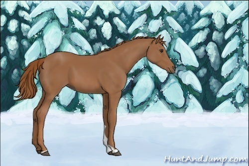 Horse Color:Unknown 