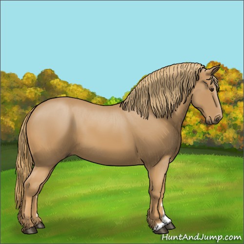 Horse Color: Unknown 