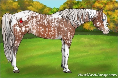 Horse Color:Unknown 