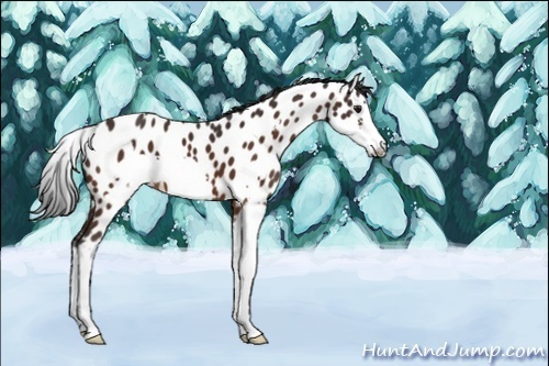 Horse Color:Brown Splash Frame Near Leopard 