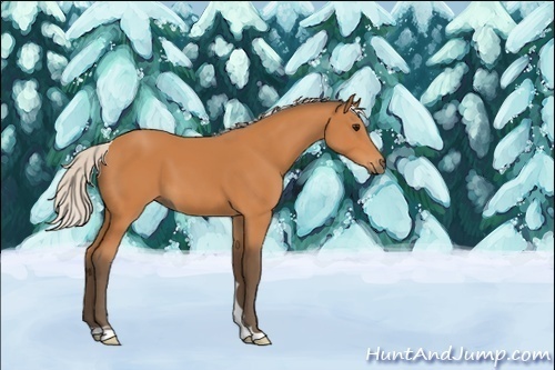 Horse Color:Unknown 