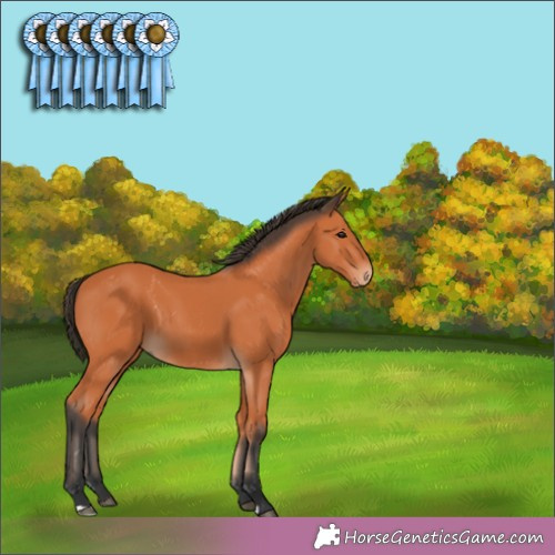 Horse Color:Unknown 