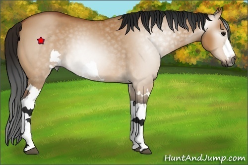 Horse Color:Unknown 