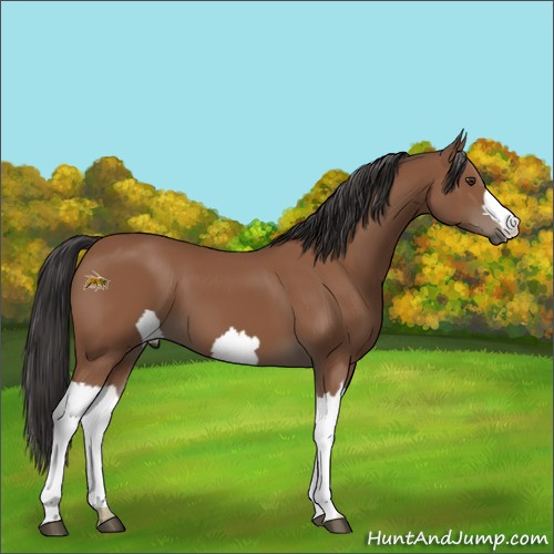 Horse Color: Unknown 
