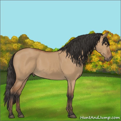 Horse Color:Bay Dun 