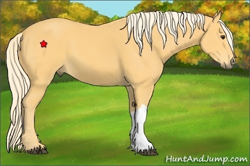 Horse Color:Unknown 