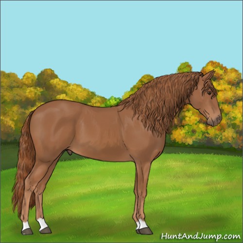 Horse Color:Chestnut 