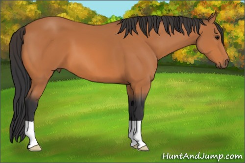 Horse Color:Bay 