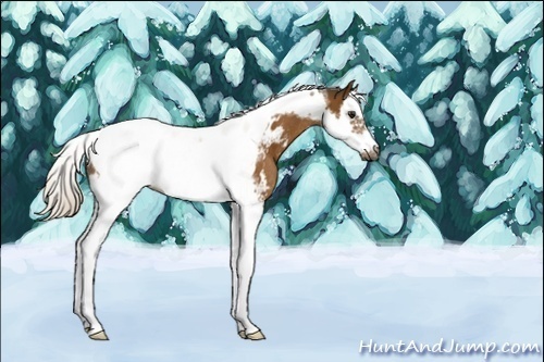 Horse Color:Unknown 
