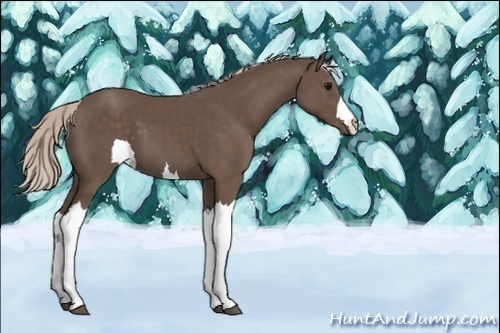 Horse Color:Unknown 