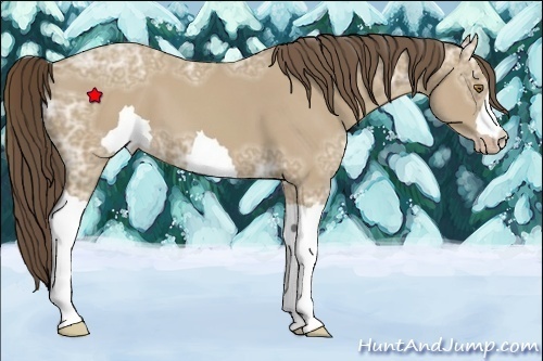 Horse Color:Unknown 