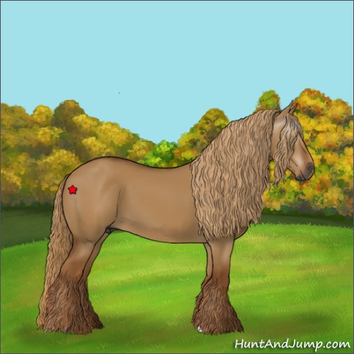 Horse Color:Gray Red Dun 