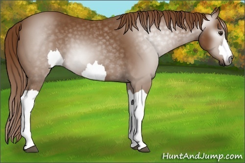 Horse Color:Unknown 