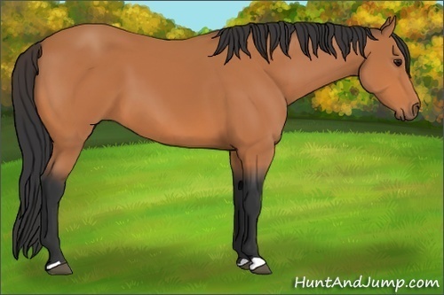 Horse Color:Unknown 
