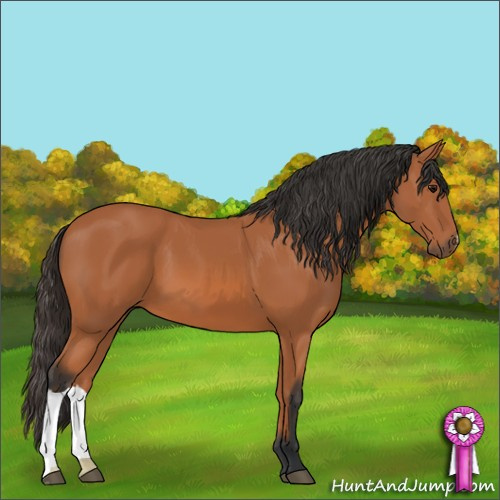 Horse Color:Unknown 