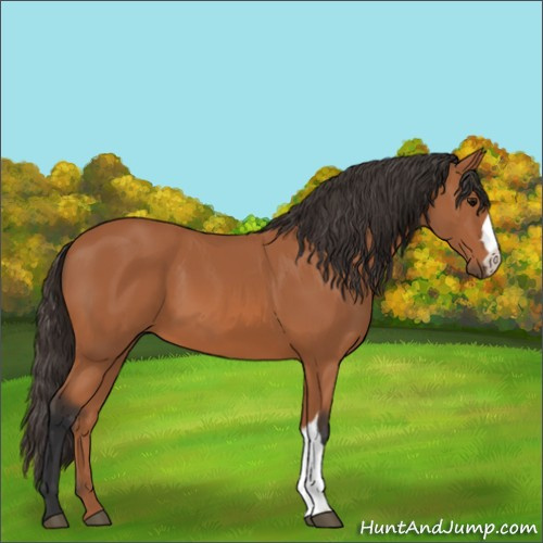 Horse Color:Unknown 